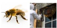 247 Bee Removal Brisbane image 2